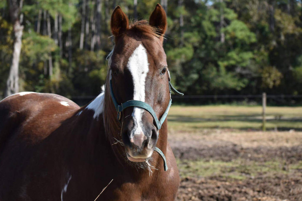 Inlet Point Plantation Stables