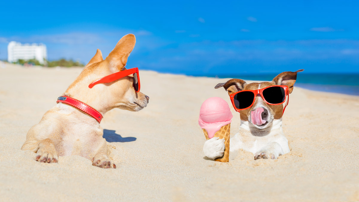 Summer Fun for Dogs! - Wagging Tails Pet Resort